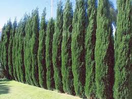 Spartan Juniper Fast Growing Trees Privacy Trees Privacy Landscaping