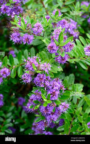 Image result for shrubby veronica hebe