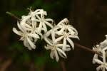 Image result for Tricalysia acocantheroides