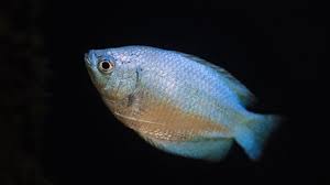 The male dwarf gourami will display their colors more boldly for the females. Powder Girls Female Powder Blue Gourami S Are Extremely Friendly And A Great Community Fish Powderbluegourami Fish Aquarium Fish Fish Pet