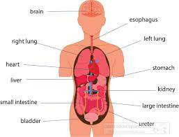 We did not find results for: Anatomy Clipart Internal Organs Labeled Human Body Anatomy Clipart Classroom Clipart