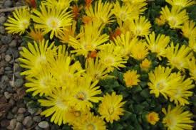 Image result for Aizoaceae