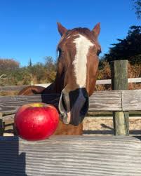 An apple a day may keep the doctor away, but it will keep your horse close  by!! Apples are a sweet treat to the sugar loving horses, and can be used as
