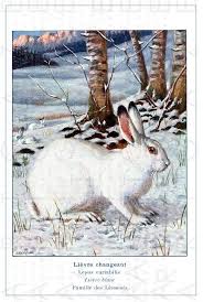Lovely White Hare In The Snowy Forest Winter Antique Etsy In 2021 Rabbit Art Antique Illustration White Rabbits