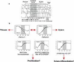 Maybe you would like to learn more about one of these? Model For Control Of Xylem And Phloem Differentiation And Cell Download Scientific Diagram