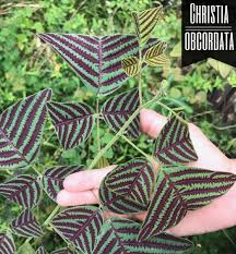 Image result for Fuirena obcordata