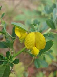 Image result for Crotalaria polysperma