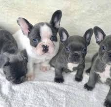 Quality french bulldog puppies with full akc registration available. Well Trained French Bulldog Puppies Available Now Home Facebook