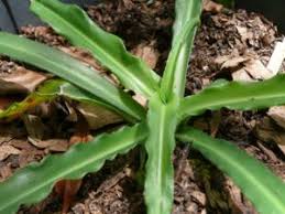Image result for Chlorophytum africanum