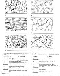 Tissue Worksheet W1 Tissue Biology Tissue Types