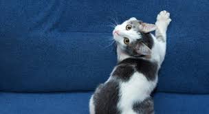 Er macht das nicht immer, aber doch ab und zu. Unerwunschtes Kratzverhalten Hilfe Meine Katze Kratzt An Mobeln Tapeten Oder Teppichen