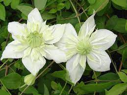 We did not find results for: Clematis Alba Plena Brushwood Nursery Clematis Specialists