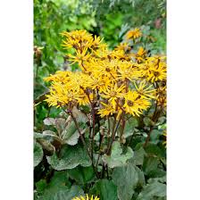 Having been housewife for most of her life and and living in small backwater town of borg. Ligularia Dent Britt Marie Crawford R Pflanzen Fur Dich De 8 00