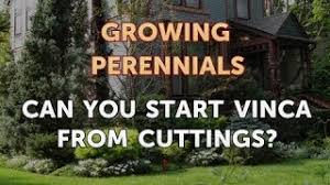 Fire effects information system, online. Can You Start Vinca From Cuttings Youtube