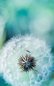 Dandelion Flowers Hd Wallpapers Free Flowers Wallpapers Free Download Dandelion Flowers Pic Nature Photography Flowers Nature Photography Dandelion Wallpaper