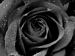 Rose gold wallpapers free hd download 500 hq unsplash. Black Rose Wallpapers Top Free Black Rose Backgrounds Wallpaperaccess