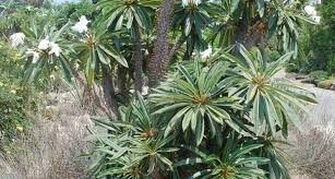 L'aloe è una grande pianta d'appartamento perché è così facile da coltivare ed è molto indulgente. Pachypodium Piante Grasse