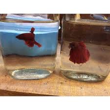 Show quality female betta for sale. Buy Live Betta Fish Online 1000 From Shopclues