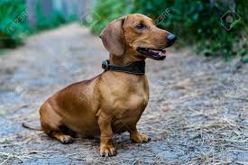Maybe you would like to learn more about one of these? Dog Dachshund Outdoors A Beautiful Red Dachshund Sits Sticking Out His Tongue In The Alley In The Park Amidst Green Trees Stock Photo Picture And Royalty Free Image Image 118967491