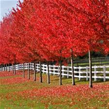 Acer X Freemanii Autumn Blaze Aldgate Tree Farm