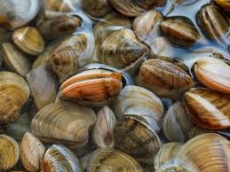 The slight oven warming means you'll want to chill the clams if you plan to serve them raw, or you can go ahead and cook them like pepin does. How To Clean Sand Out Of Clams Kitchn