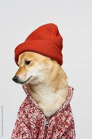 Dog In Winter Outfit Portrait Of Cute Shiba Inu Wearing Red Hat And Warm Wool Sweater Looking To The Side On White Background B Stock Imagery Shiba Inu Imagery