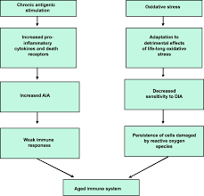 Impact Of Dhea S And Cortisol On Immune Function In Aging A Brief Review