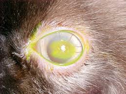 Pin On Dog And Cat Eye Problems