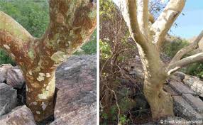 Image result for Ficus tettensis