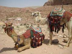 Camels do not directly store water in their humps; Camel Bags