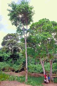 Image result for Holarrhena floribunda