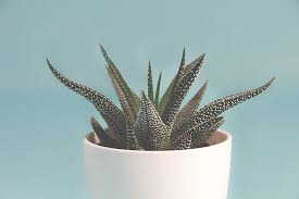 Succulent Plant 1080p 2k 4k 5k Hd Wallpapers Free Download Wallpaper Flare Check out our succulent wallpaper selection for the very best in unique or custom, handmade pieces from our wallpaper shops. succulent plant 1080p 2k 4k 5k hd