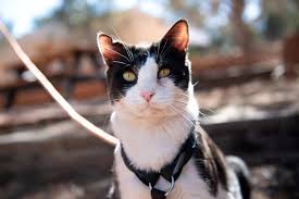 ‪Cat Training | Best Friends Animal Society‬‏