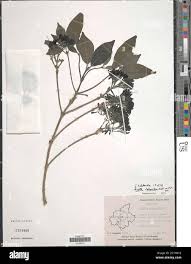 Image result for Pavetta eylesii