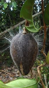 Image result for Marsdenia