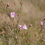 Image result for Micrargeria