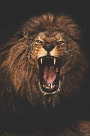 Dalam bahasa yang sederhana adalah karya seni yang memiliki volume dan menempati sebuah ruangan. Not Found Lion Images Animals Wild Animals