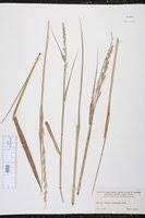 Image result for Paspalidium geminatum