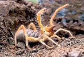 Wind scorpions are also called camel spiders. Wind Scorpions And Camel Spiders How To Get Rid Of Them Online Pest Control