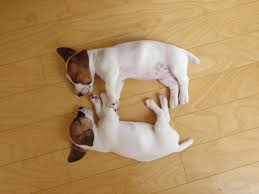 Newest oldest price ascending price descending relevance. Baby Jack Russell Terriers In Love Jack Russell Jack Russell Dogs Jack Russell Puppies