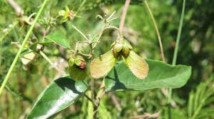 Image result for Sphedamnocarpus pruriens