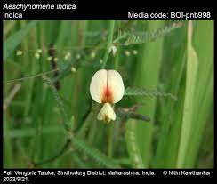 Image result for Aeschynomene leptophylla