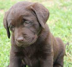 Wormed, flead and micro chippedthey will also leave with a small bag of puppy food and a blanket with mums and other puppies scent. Registered Chocolate Black Labrador Puppies For Sale Find Me A Pet