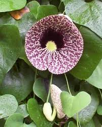 Image result for Aristolochia littoralis