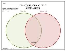 Plant And Animal Cell Venn Diagram Plant And Animal Cells Animal Cell Homeschool Science