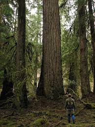 Maybe you would like to learn more about one of these? Valley Of The Giants Is A Must See That Oregon Life