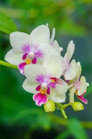 Pin On Beautiful Orchids