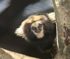 Unlike other marmosets, wied's marmoset lives in groups consisting of 4 or 5 females and 2 or 3 males (plus children). Zootierlistehomepage