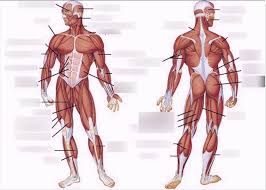 This picture also contains humerus, olecranon process of ulna, deep to tendon and so on. Lower Back Muscle Labeling Diagram Quizlet