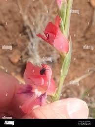 Image result for Gladiolus crassifolius